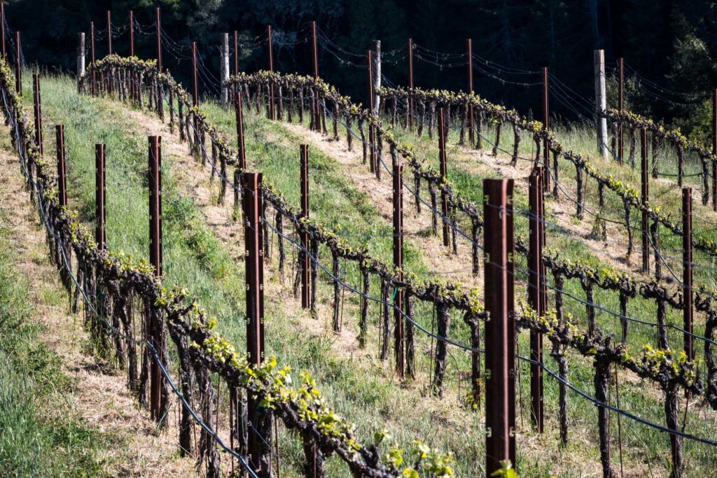 kiser-vineyards-vine-rows