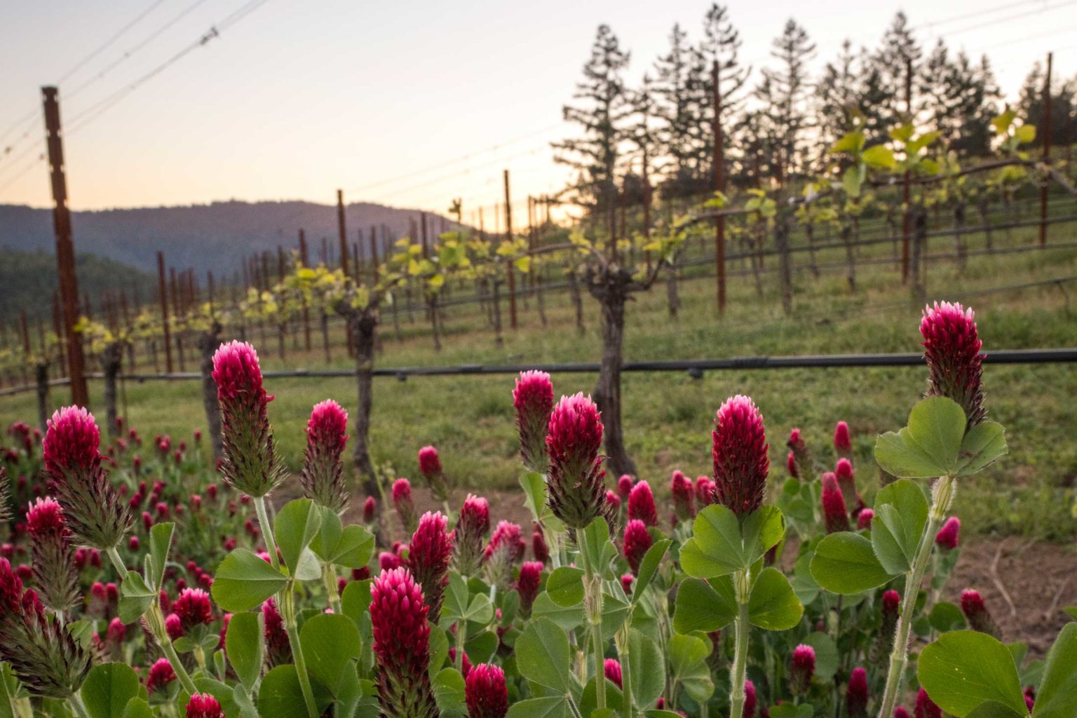 Wendling Vineyard Cobb Wines