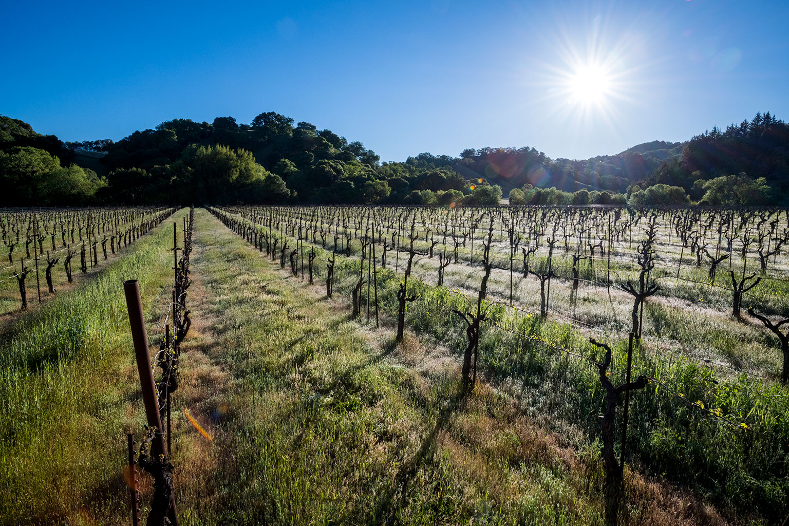 Cole Ranch Vineyard Cobb Wines