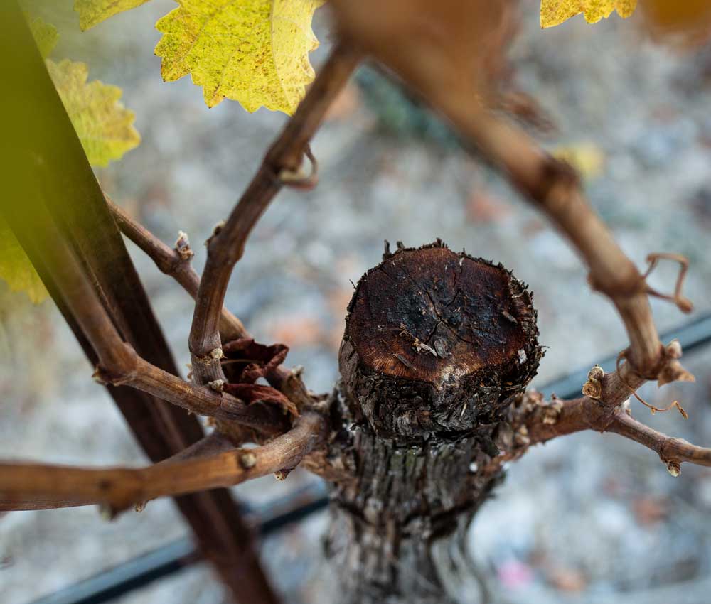 clipped-vineyard-vine-larger