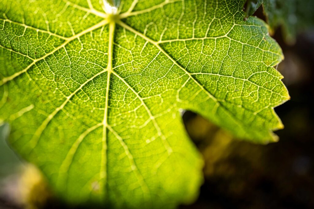 Cobb - Abigails Vineyard - 2023